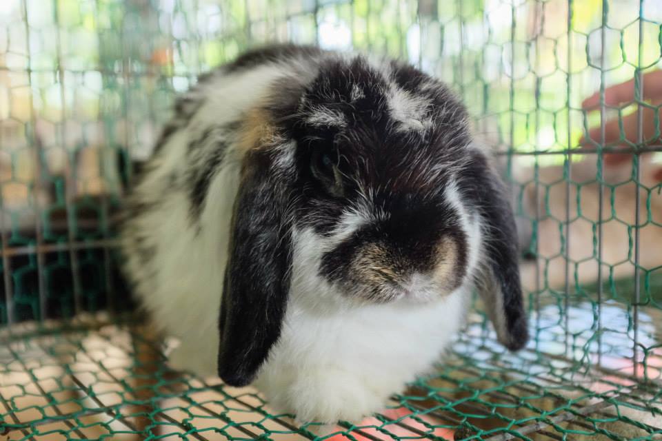 rabbit 45