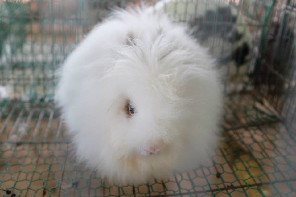 rabbit angora