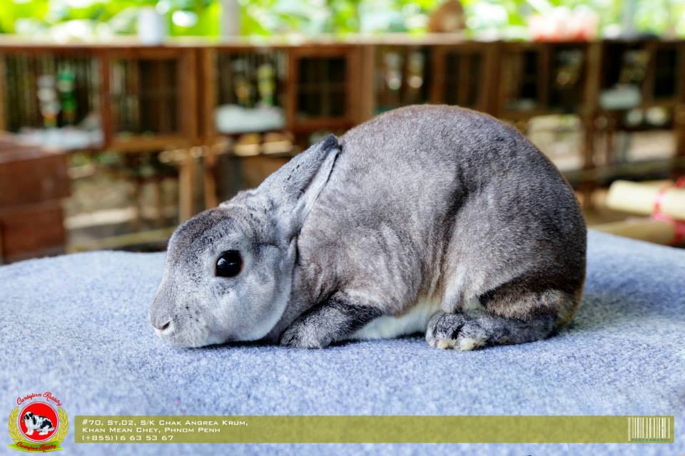 rabbit1