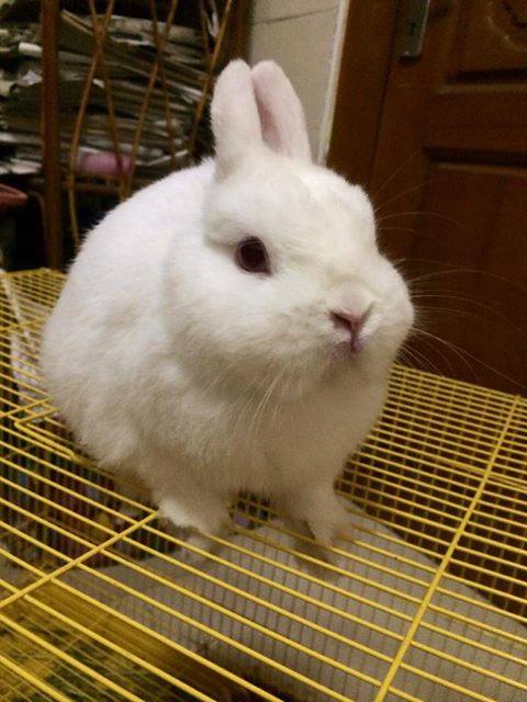 rabbit2